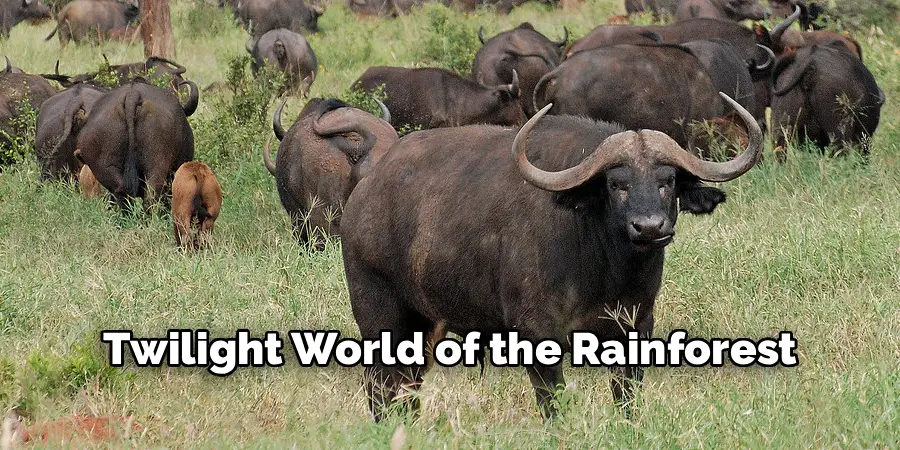 Twilight World of the Rainforest