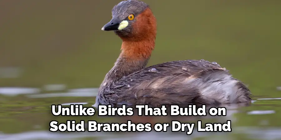 Unlike Birds That Build on 
Solid Branches or Dry Land