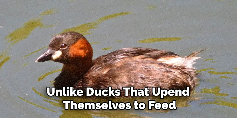 Unlike Ducks That Upend 
Themselves to Feed