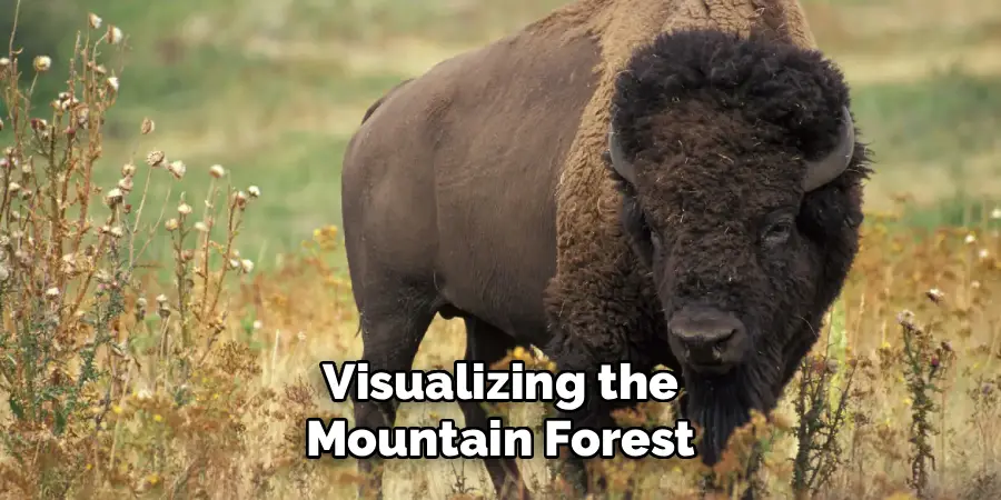 Visualizing the Mountain Forest