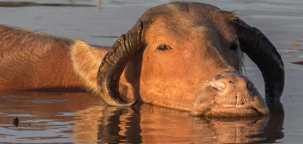 Water Buffalo Spiritual Meaning, Symbolism and Totem