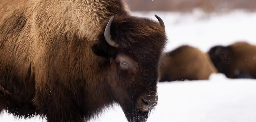Wood Bison Spiritual Meaning, Symbolism and Totem