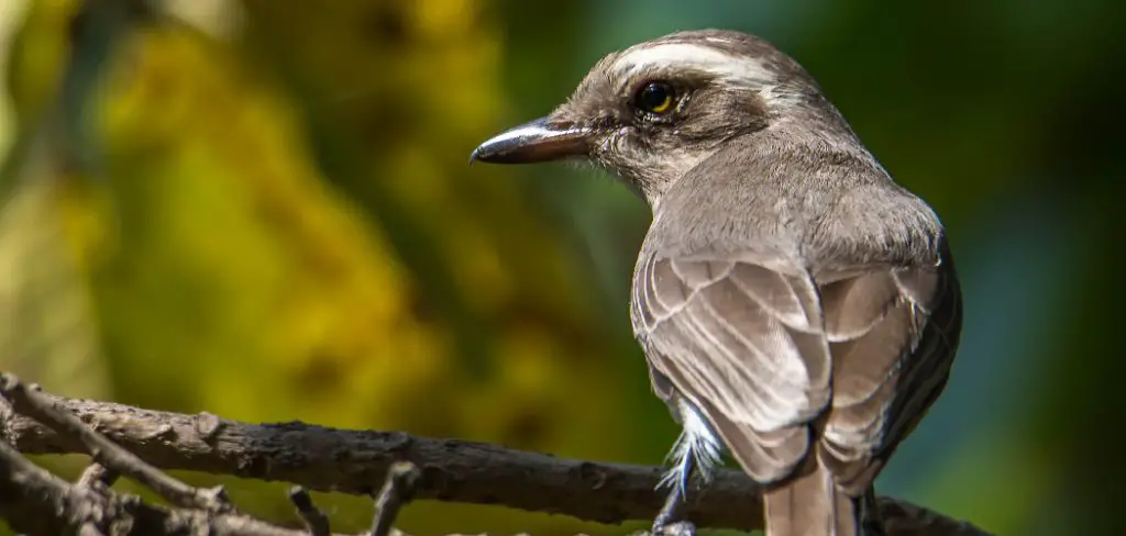 Woodshrike Spiritual Meaning, Symbolism and Totem