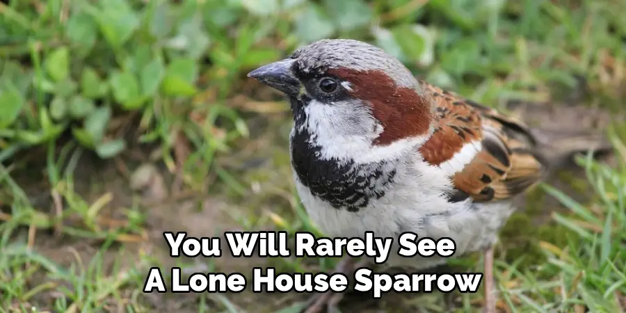 You Will Rarely See 
A Lone House Sparrow