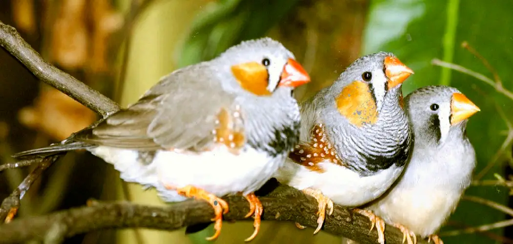 Zebra Finch Spiritual Meaning, Symbolism and Totem
