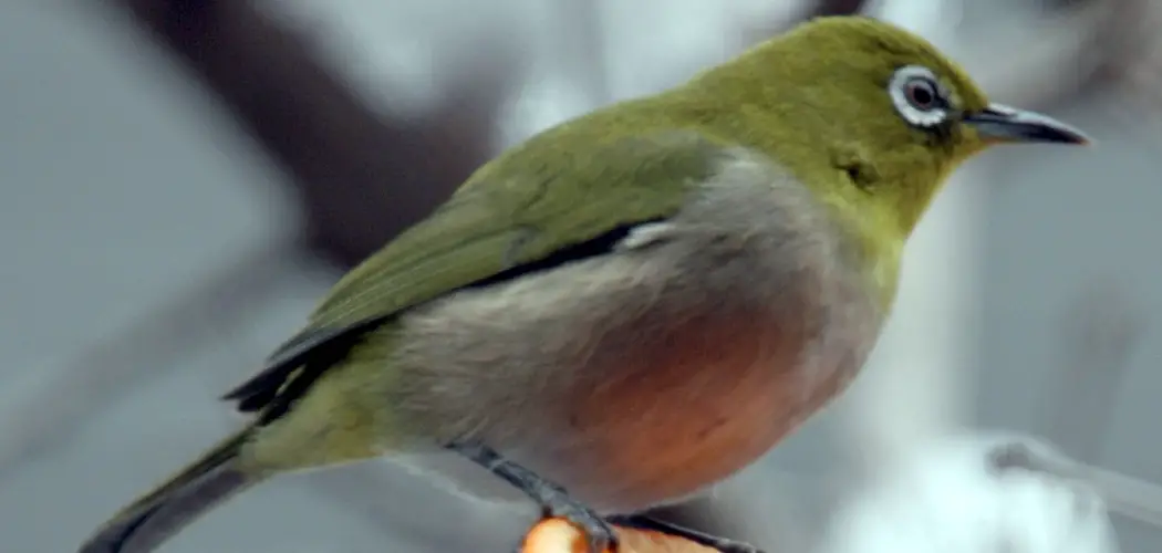 Zosterops Spiritual Meaning, Symbolism and Totem