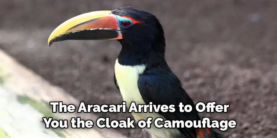 the Aracari Arrives to Offer
You the Cloak of Camouflage