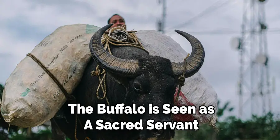 He Buffalo is Seen as a Sacred Servant