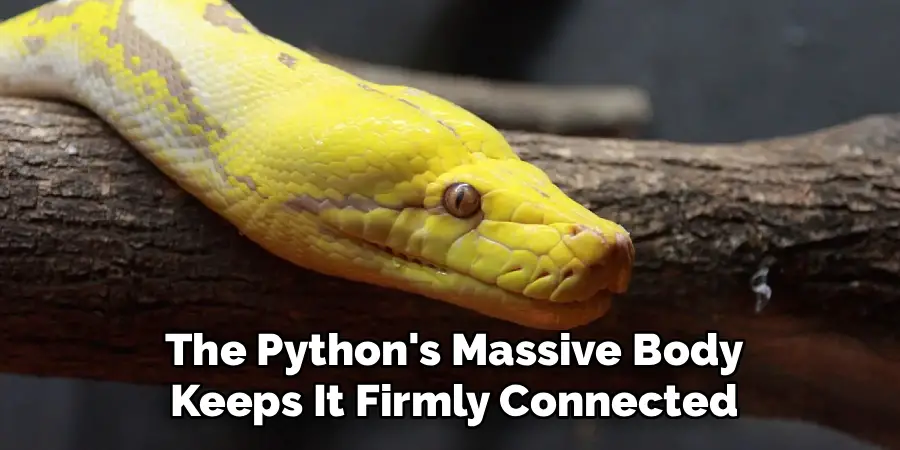  the Python's Massive Body Keeps It Firmly Connected