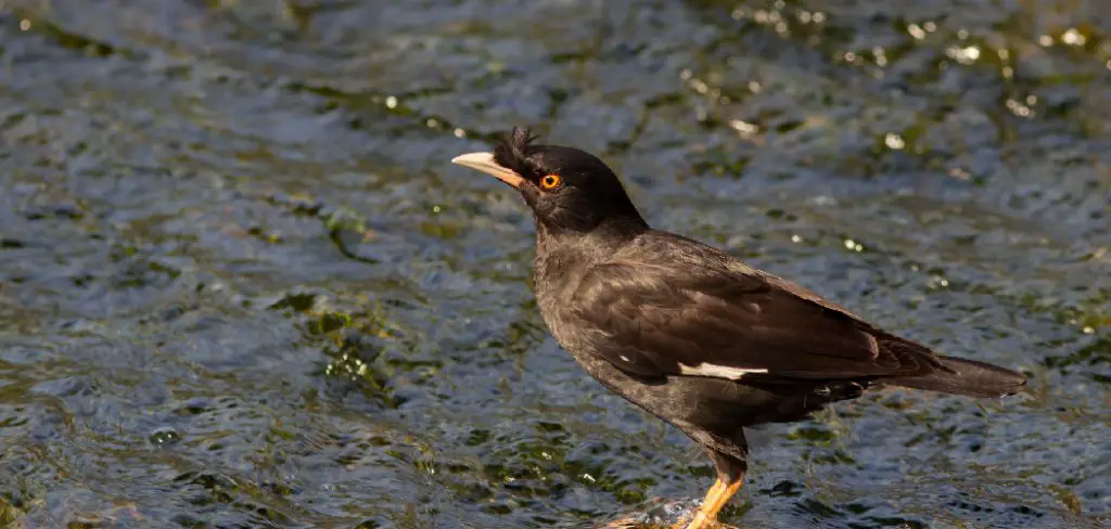 Crested Myna Spiritual Meaning, Symbolism and Totem