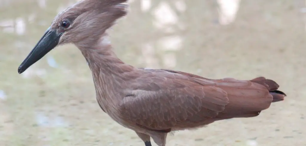 Hammerkop Spiritual Meaning, Symbolism and Totem