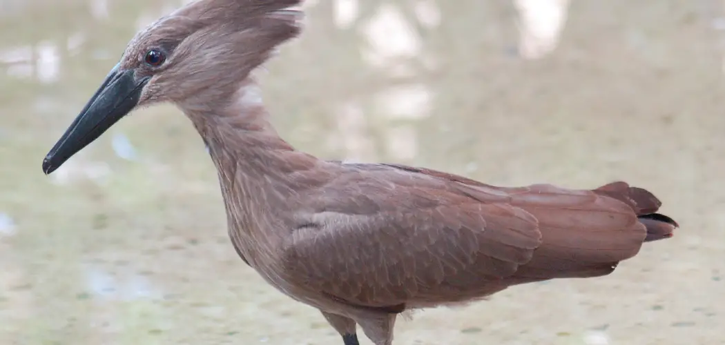 Hammerkop Spiritual Meaning, Symbolism and Totem