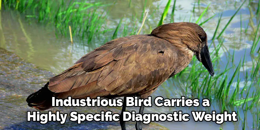 Industrious Bird Carries a
Highly Specific Diagnostic Weight