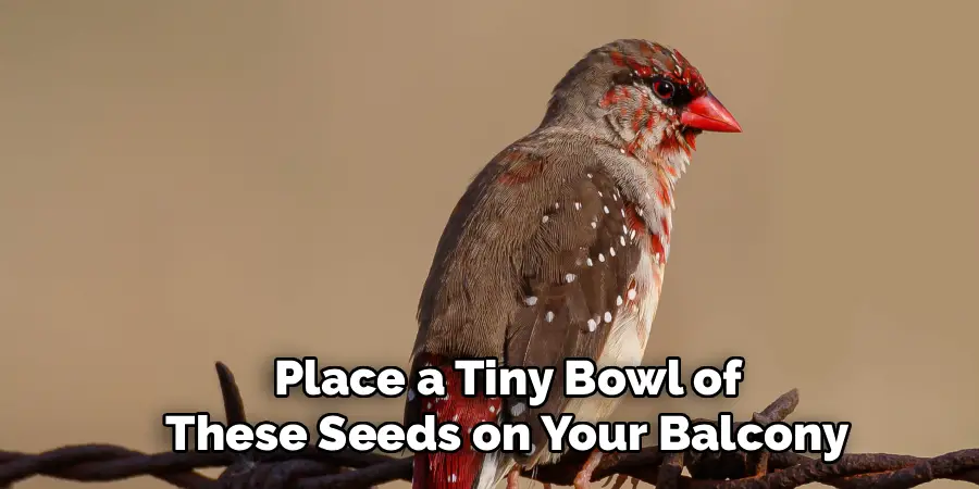 Place a Tiny Bowl of
These Seeds on Your Balcony
