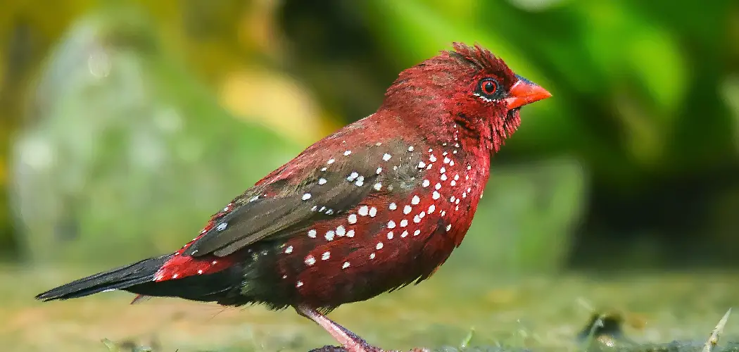 Red Avadavat Spiritual Meaning, Symbolism and Totem