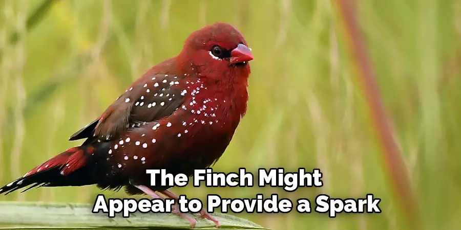The Finch Might
Appear to Provide a Spark