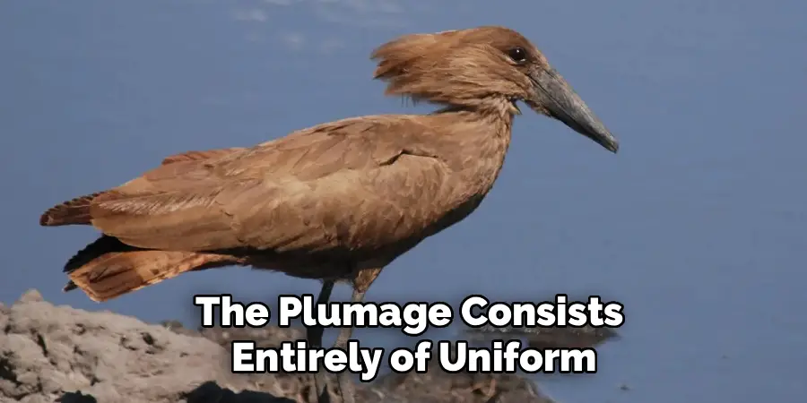 The Plumage Consists
Entirely of Uniform
