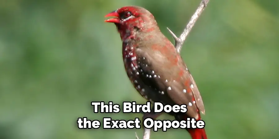 This Bird Does
the Exact Opposite