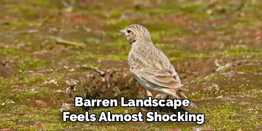 Barren Landscape
 Feels Almost Shocking
