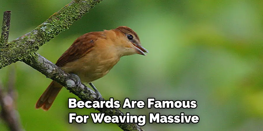 Becards Are Famous
For Weaving Massive