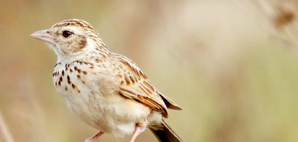 Bush Lark Spiritual Meaning, Symbolism And Totem