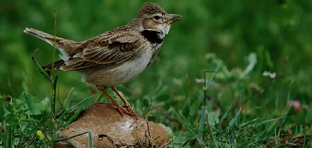 Calandra Lark Spiritual Meaning, Symbolism And Totem