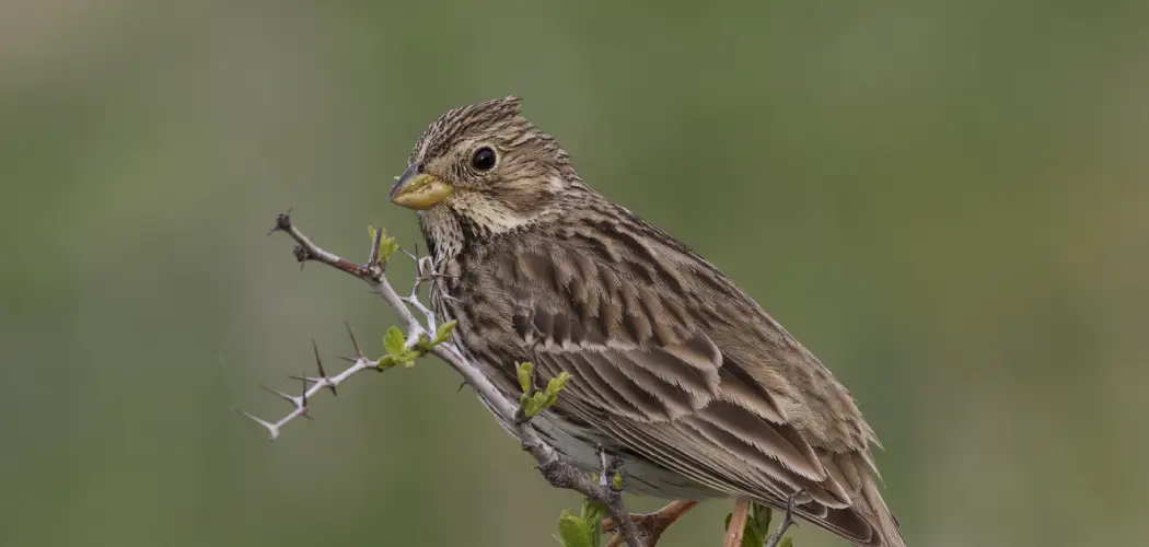 Corn Bunting Spiritual Meaning, Symbolism And Totem