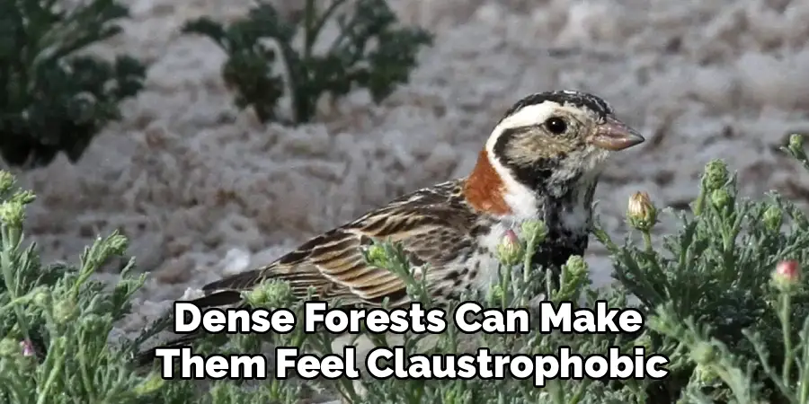 Dense Forests Can Make
 Them Feel Claustrophobic
