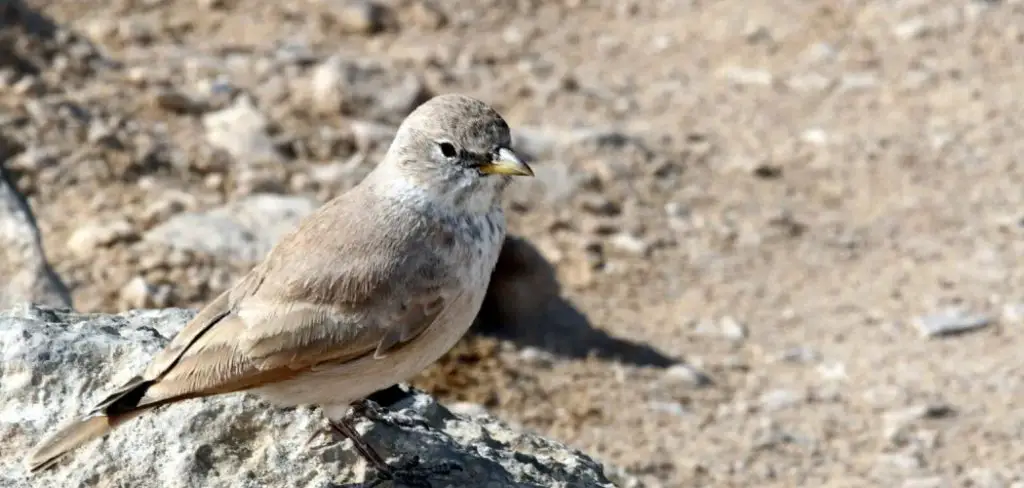 Desert Lark Spiritual Meaning, Symbolism And Totem