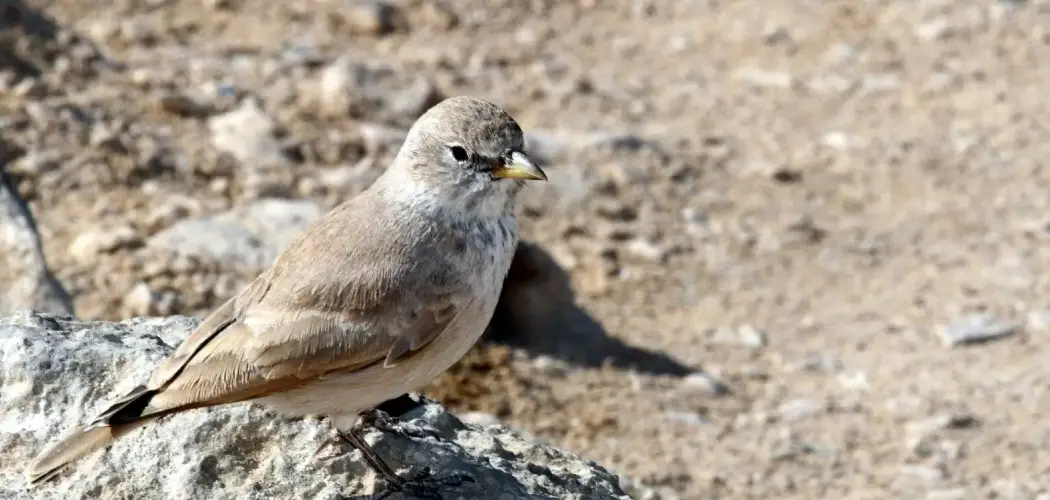 Desert Lark Spiritual Meaning, Symbolism And Totem