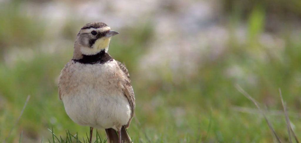 Shore Lark Spiritual Meaning, Symbolism And Totem