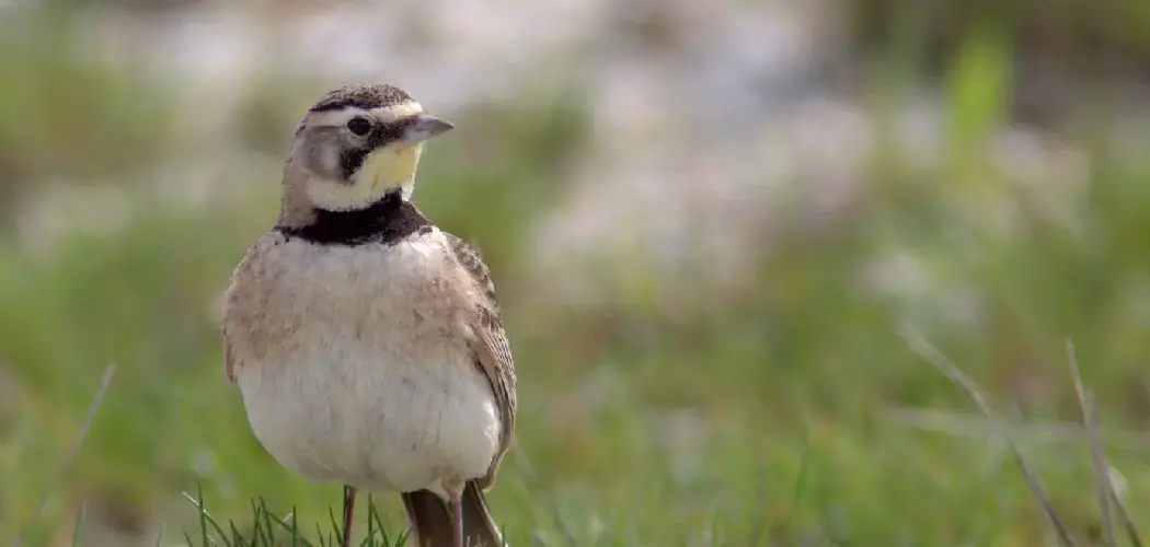 Shore Lark Spiritual Meaning, Symbolism And Totem