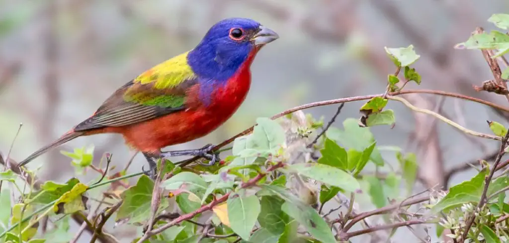 Painted Bunting Spiritual Meaning, Symbolism And Totem