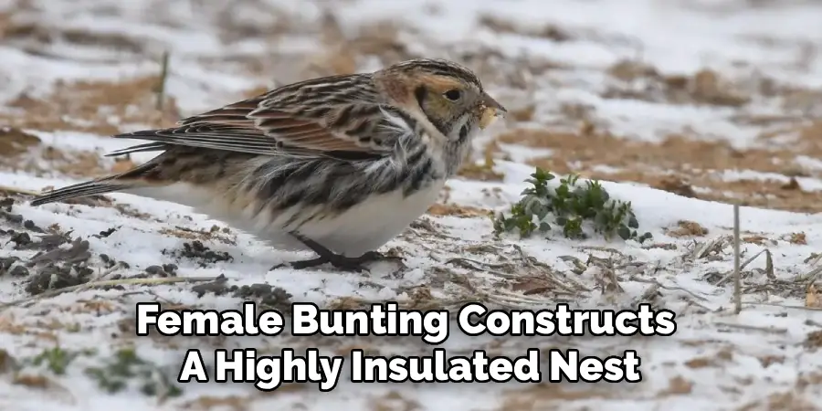 Female Bunting Constructs 
A Highly Insulated Nest