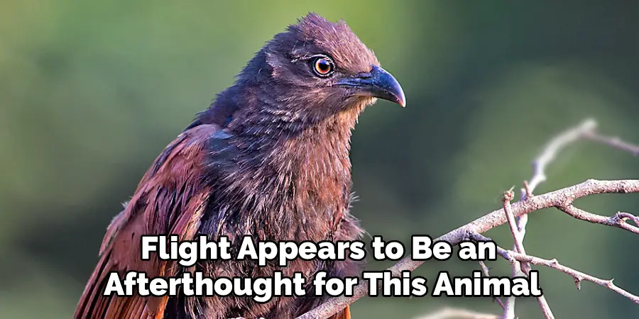 Flight Appears to Be an 
Afterthought for This Animal