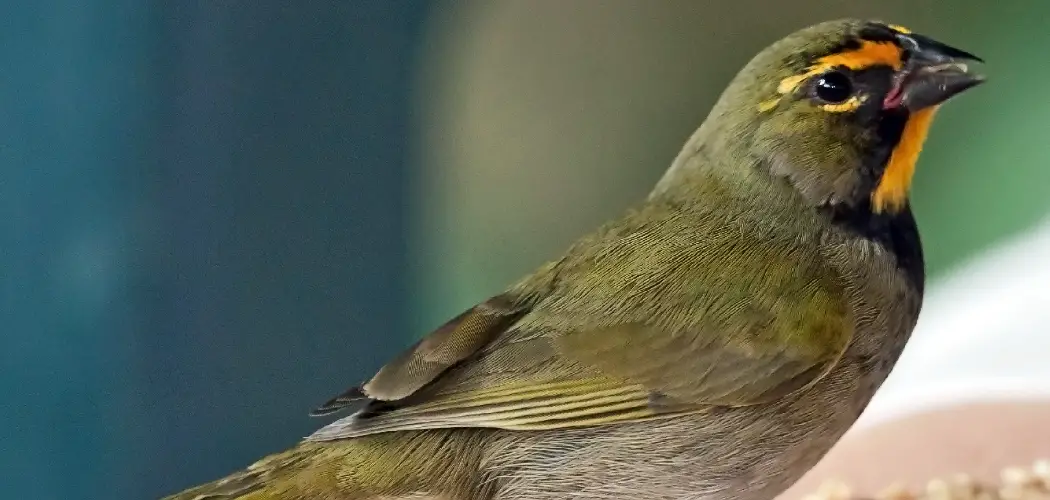 Grassquit Spiritual Meaning, Symbolism And Totem