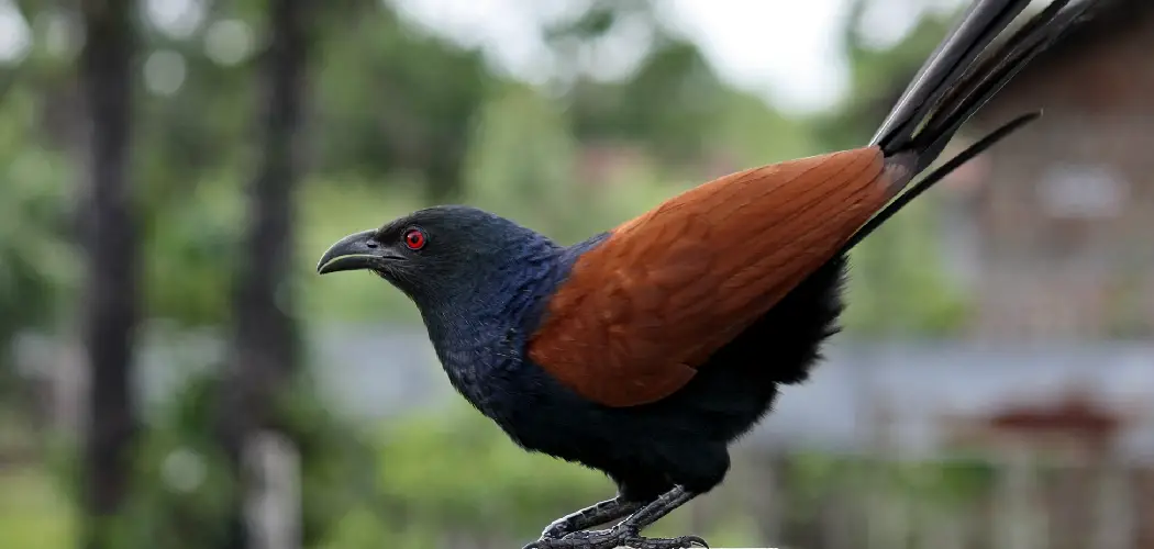Greater Coucal Spiritual Meaning, Symbolism and Totem