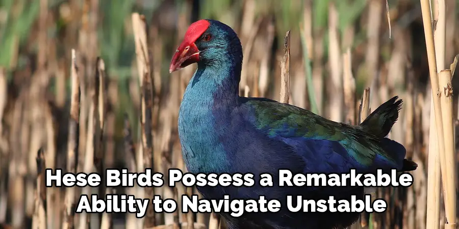 Hese Birds Possess a Remarkable 
Ability to Navigate Unstable