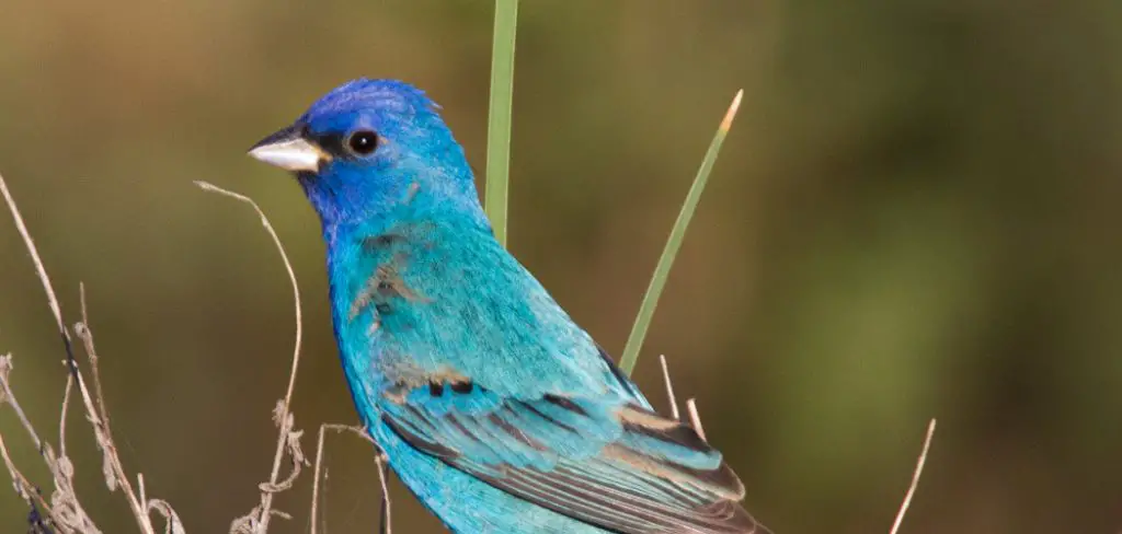 Indigo Bunting Spiritual Meaning, Symbolism And Totem