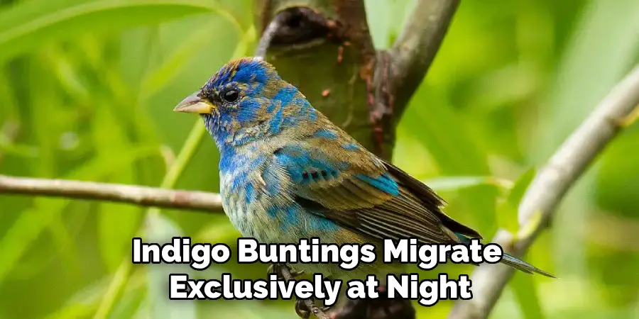 Indigo Buntings Migrate 
Exclusively at Night