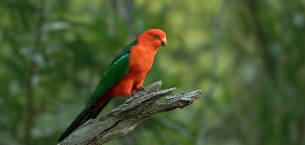 King Parrot Spiritual Meaning, Symbolism And Totem