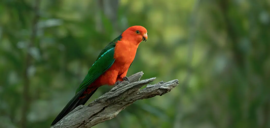 King Parrot Spiritual Meaning, Symbolism And Totem