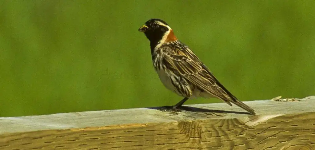 Lapland Bunting Spiritual Meaning, Symbolism And Totem