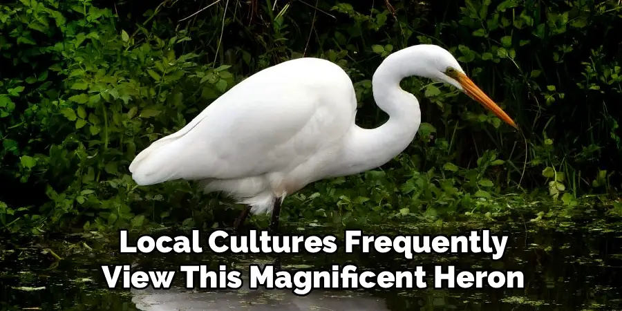 Local Cultures Frequently
View This Magnificent Heron