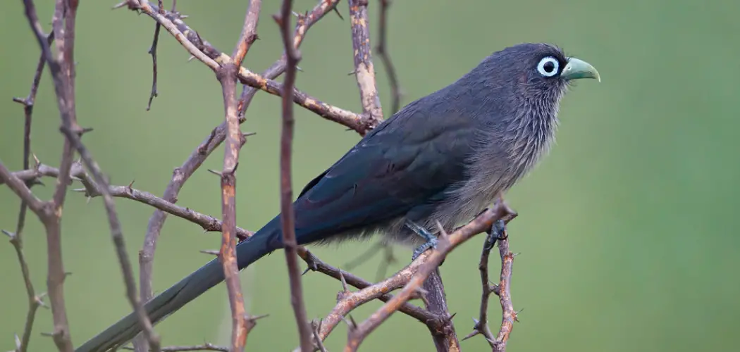 Malkoha Spiritual Meaning, Symbolism and Totem