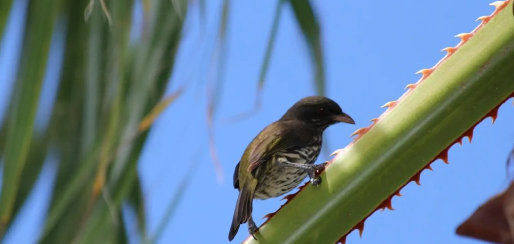 Palmchat Spiritual Meaning, Symbolism And Totem