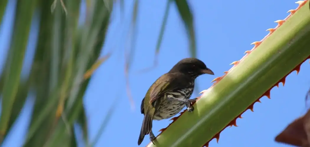 Palmchat Spiritual Meaning, Symbolism And Totem