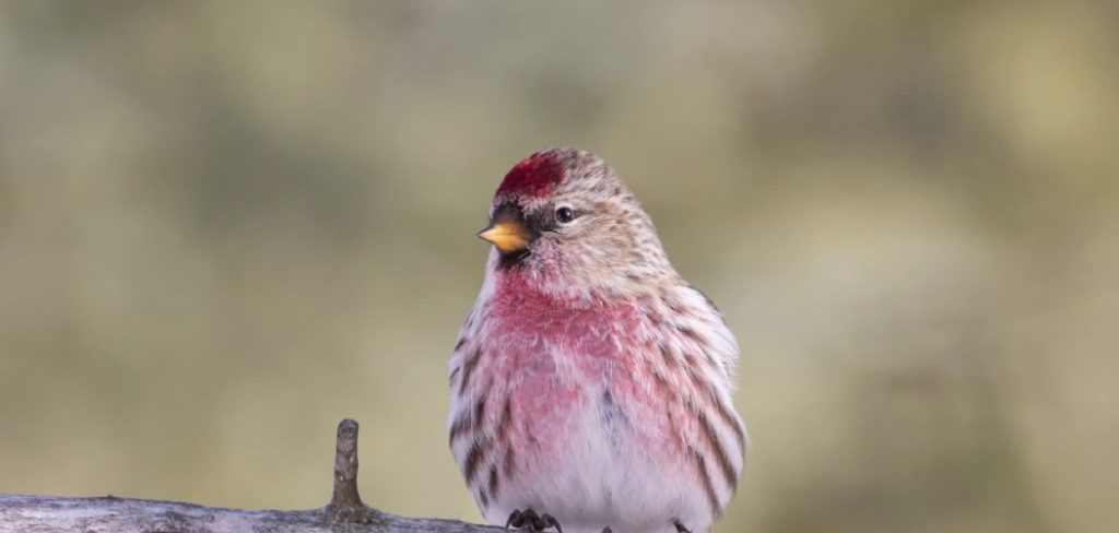 Redpoll Spiritual Meaning, Symbolism And Totem