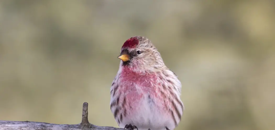 Redpoll Spiritual Meaning, Symbolism And Totem