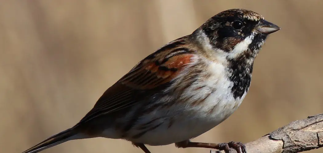 Reed Bunting Spiritual Meaning, Symbolism And Totem